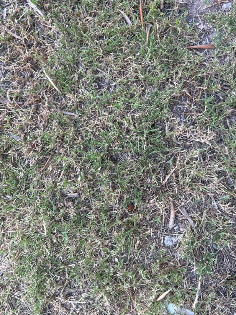 Erba dente di cane — Bild 3
