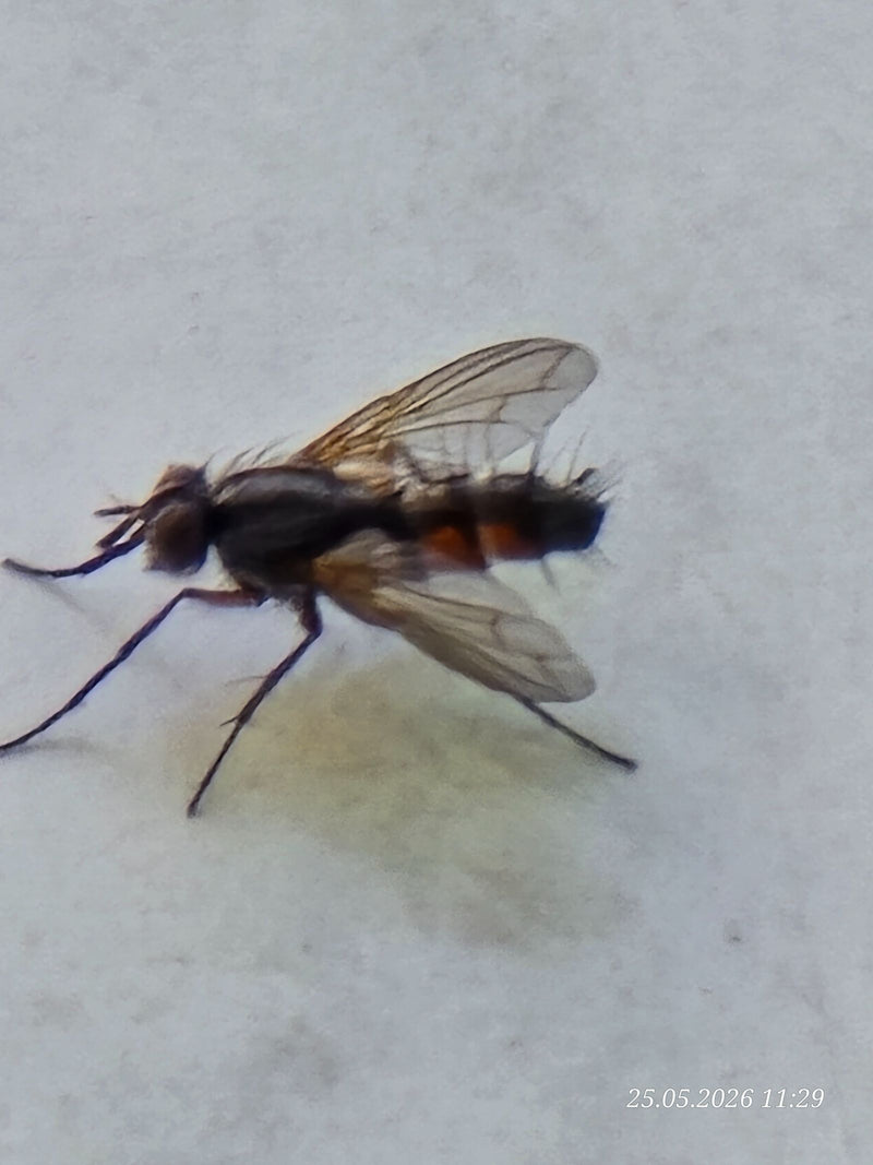 Mosca del bruco del riccio — Bild 1