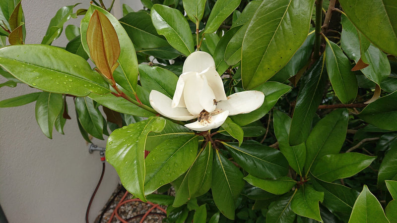 Magnolia sempreverde — Bild 1