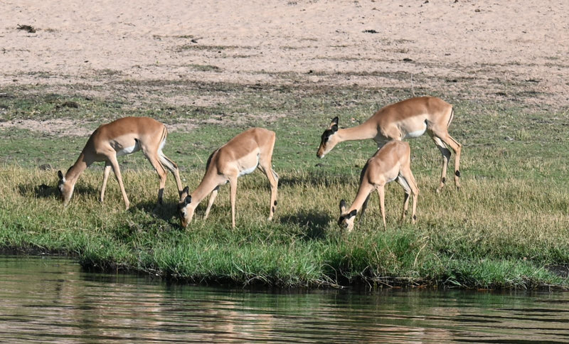 Quattro impala senza corna pascolano su una riva erbosa vicino all'acqua.