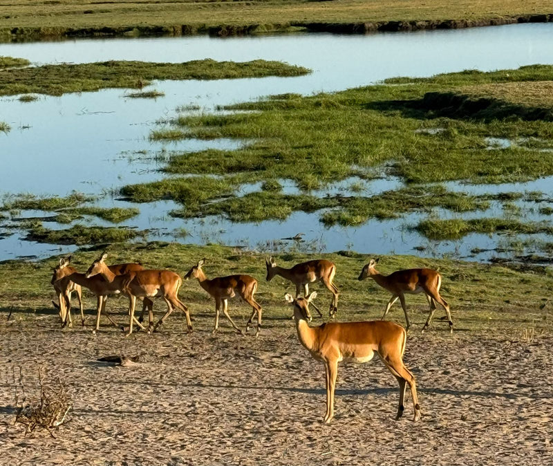 Un gruppo di impala cammina e sosta su un terreno sabbioso vicino a uno specchio d'acqua erboso.