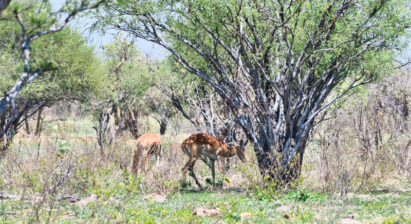 Due femmine di impala si nutrono a terra sotto gli alberi.