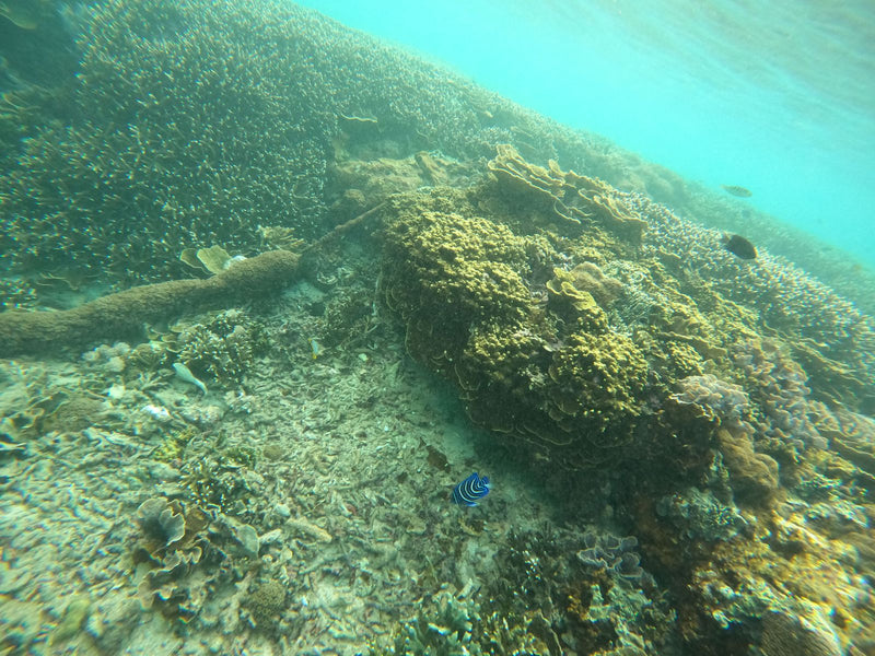 Pesce angelo imperatore — Bild 1