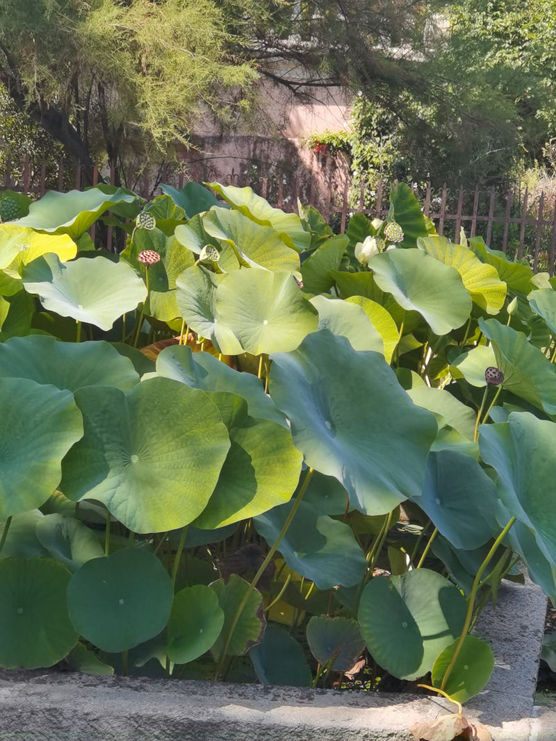 Fiore di loto indiano — Bild 1
