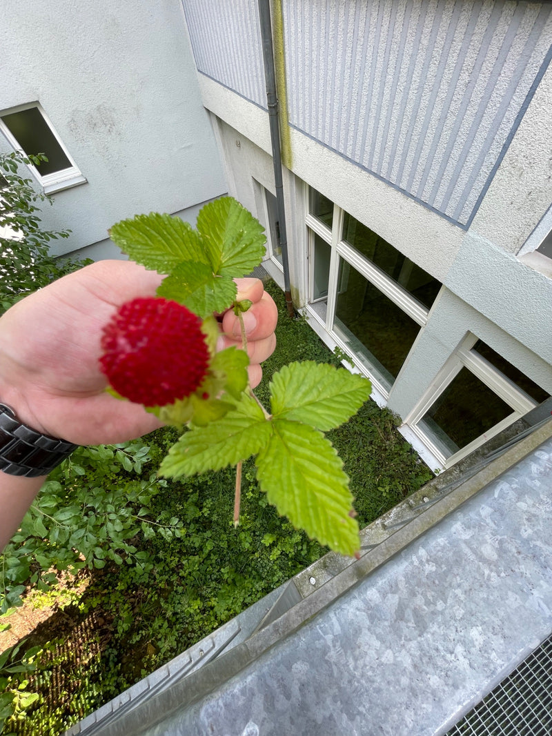 Una mano tiene un ramo di falsa fragola indiana con foglie verdi e un frutto rosso simile a una fragola. Sfondo con un edificio e un cortile verde.