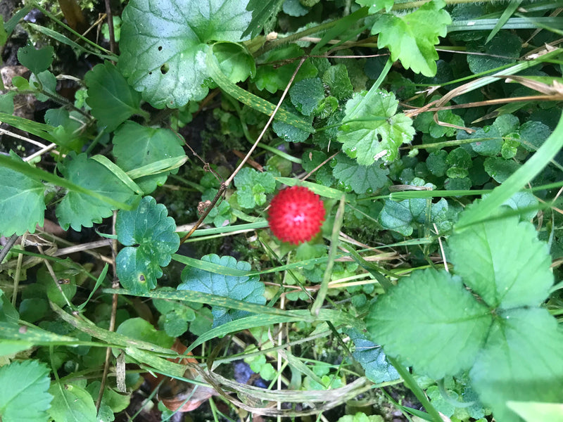L'immagine mostra il frutto rosso e sferico di una falsa fragola indiana, circondato da erba verde e varie foglie sul terreno.