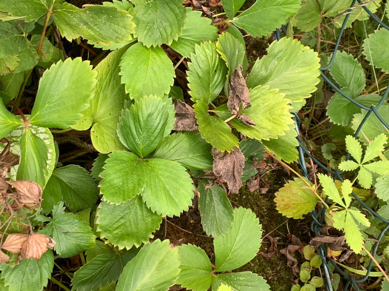 Sono visibili le tipiche foglie verdi e trifogliate della falsa fragola. Crescono fitte sul terreno vicino a una recinzione metallica.