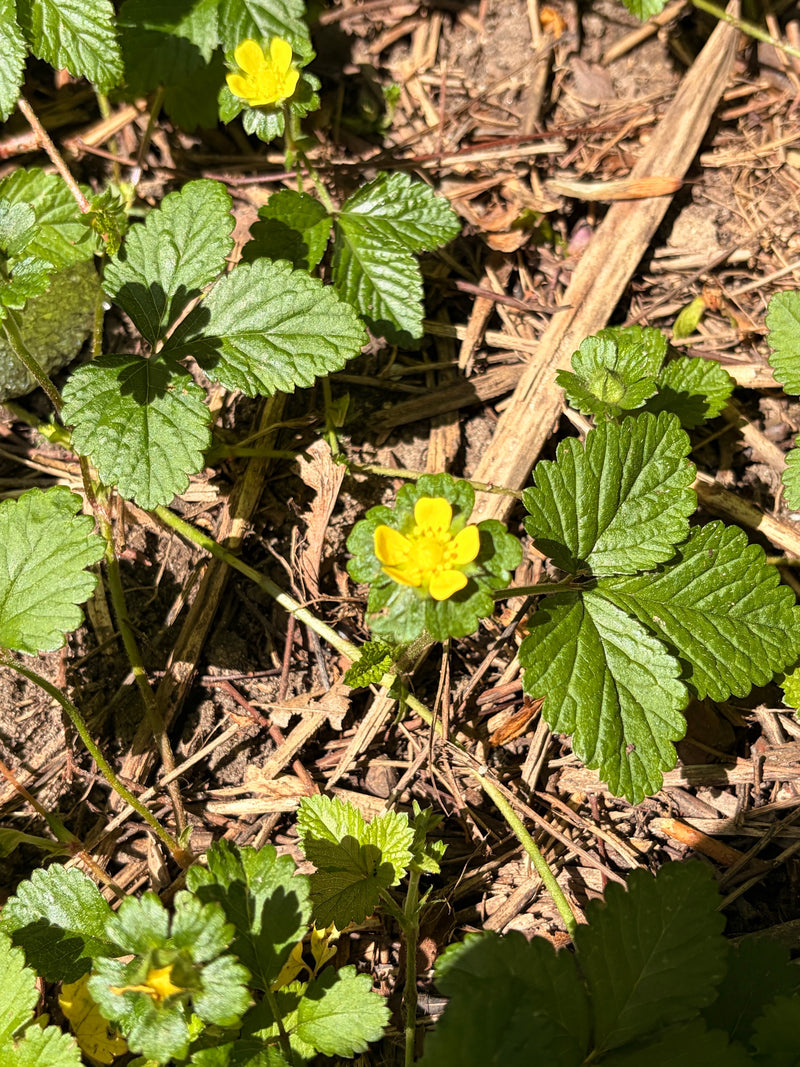L'immagine mostra i tipici fiori gialli e le foglie trifogliate della falsa fragola. La pianta cresce su un terreno coperto di pacciame.