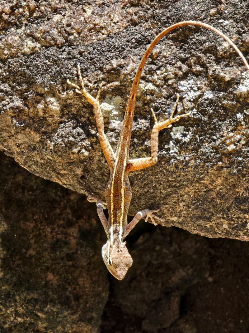 Lucertola indiana versicolor — Bild 1