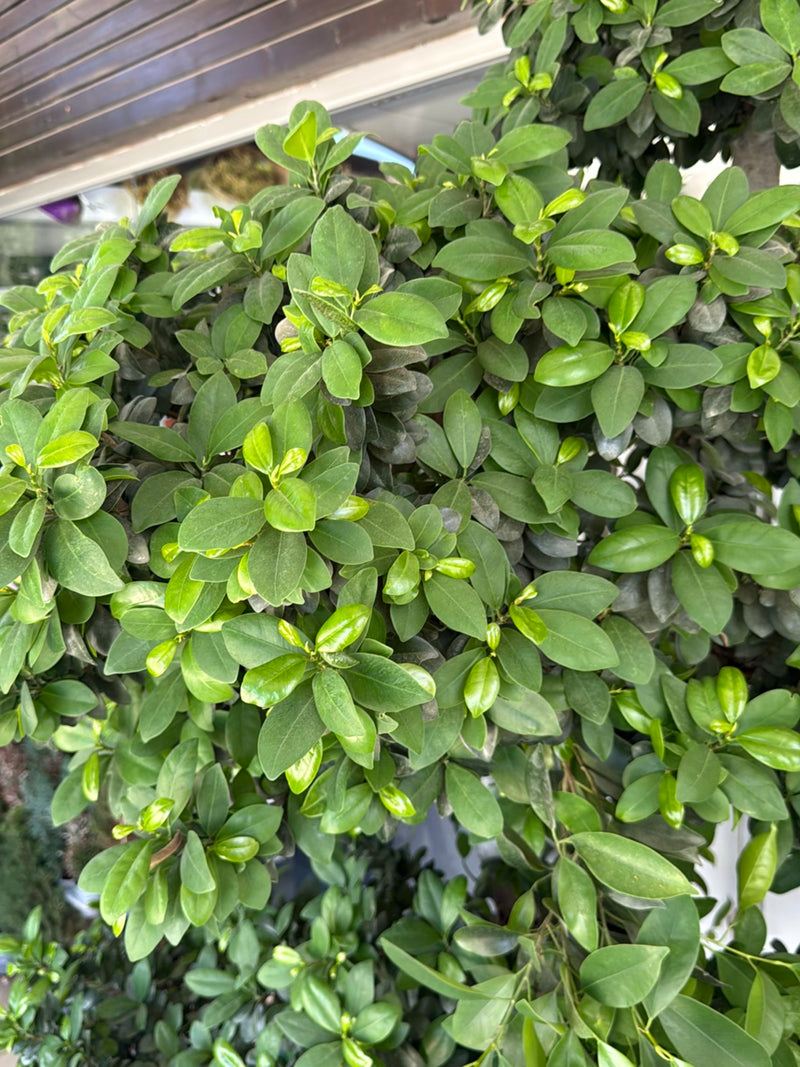 È visibile il fogliame denso e lucido di un fico microcarpa con giovani germogli verde chiaro. La pianta si trova in un ambiente interno.