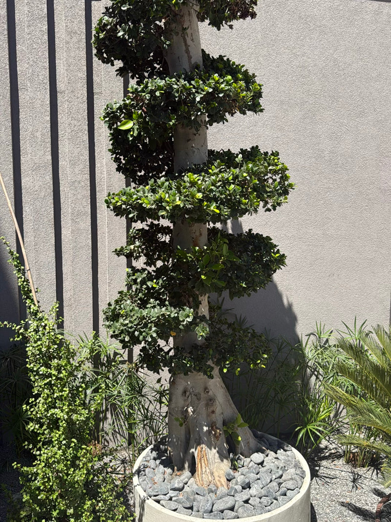 Si vede un ficus microcarpa potato ad arte come un albero in un grande vaso. Il tronco è spesso e chiaro, mentre il fogliame verde è disposto su più livelli.