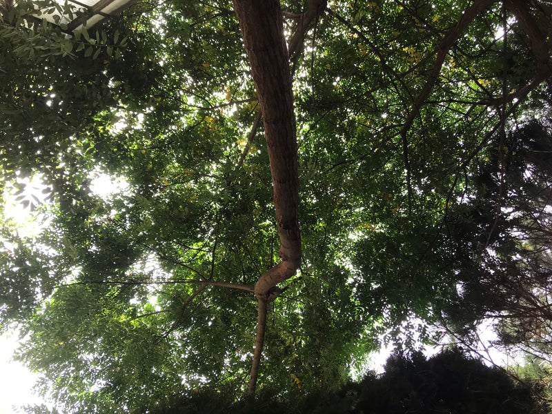 Indischer Zederachbaum — foto 2 di 4