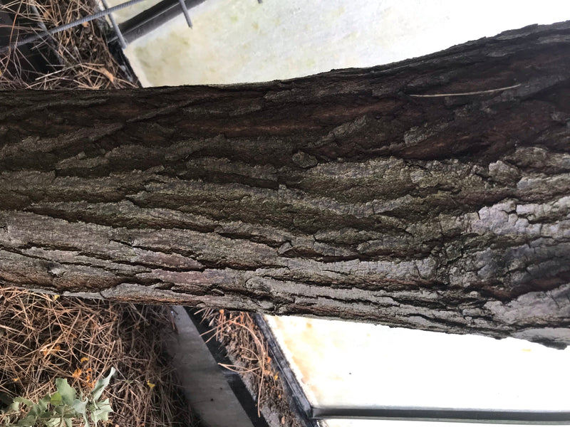 Indischer Zederachbaum — foto 3 di 4