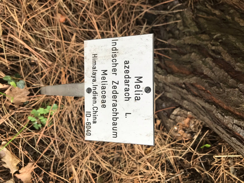 Indischer Zederachbaum — foto 1 di 4