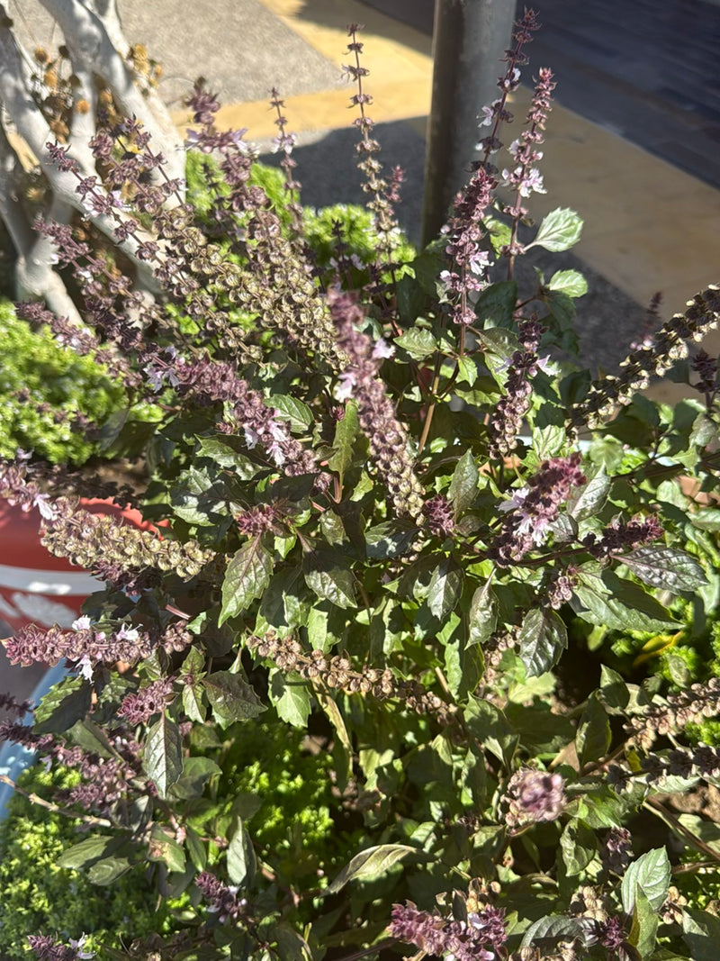 Basilico indiano — foto 4 di 23