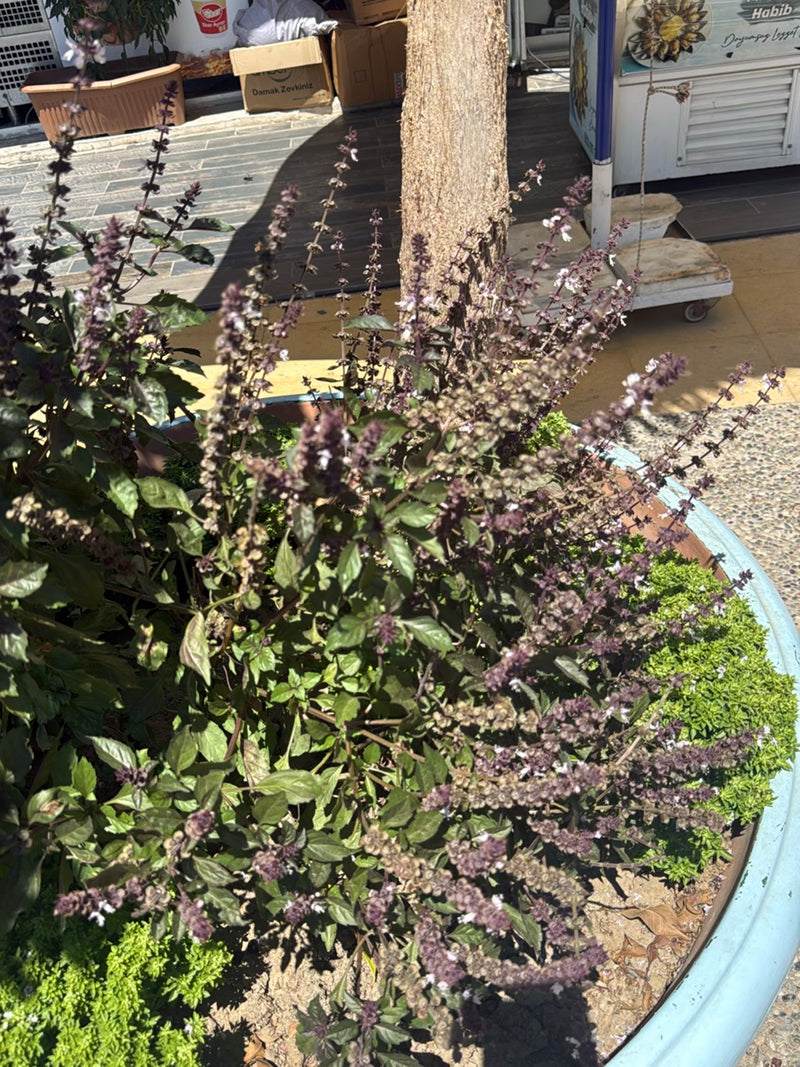Basilico indiano — Bild 1