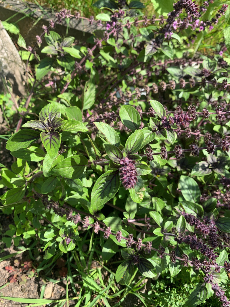 Basilico indiano — foto 5 di 23