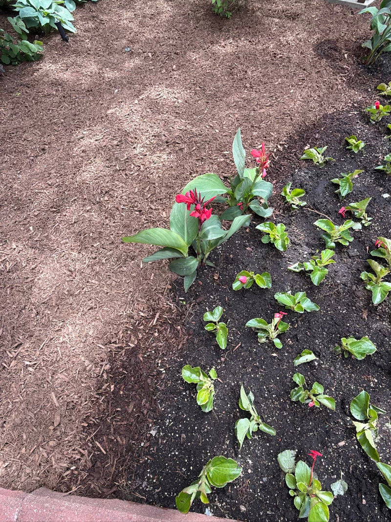 Tubo per fiori indiani — Bild 1