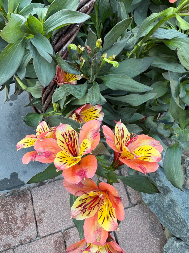Giglio d'Alsca — Bild 1