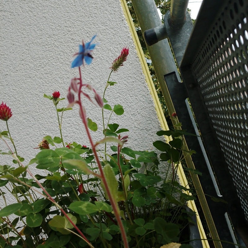 trifoglio di carne — Bild 1