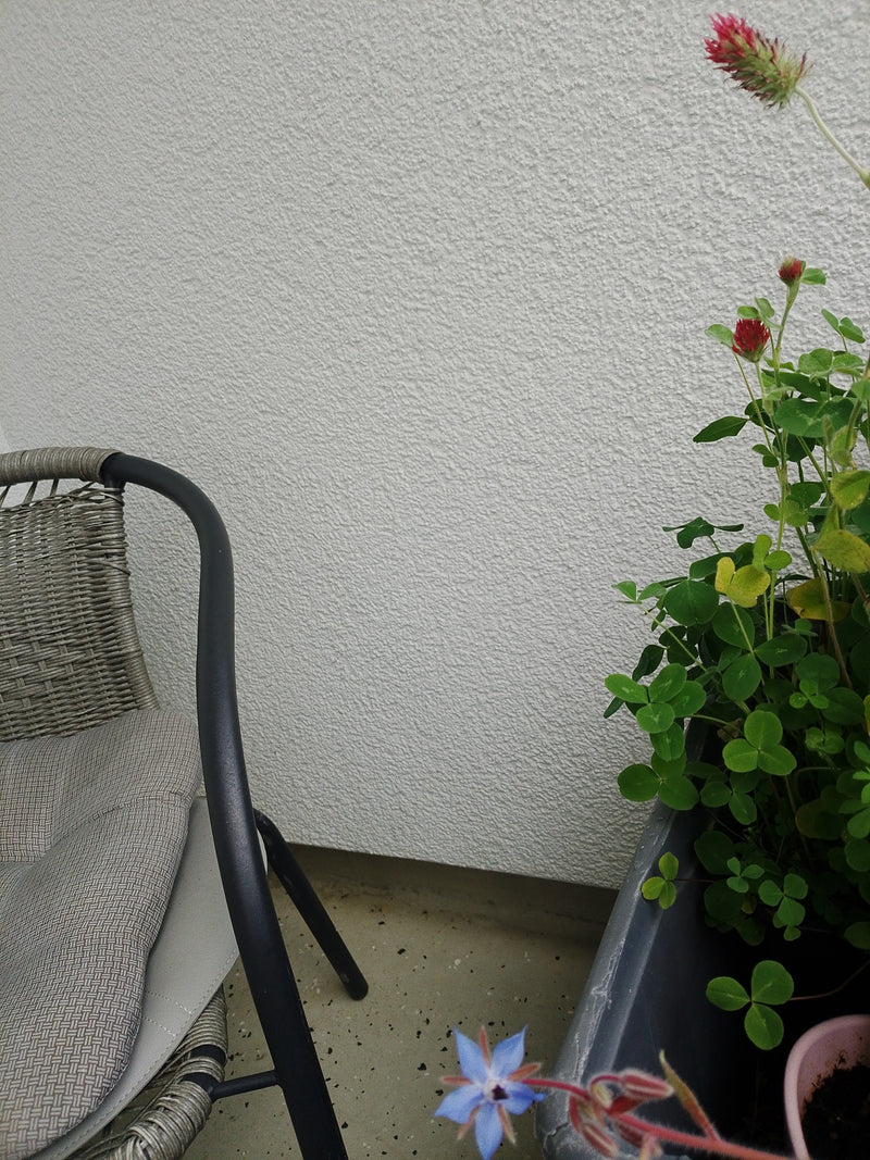trifoglio di carne — Bild 4