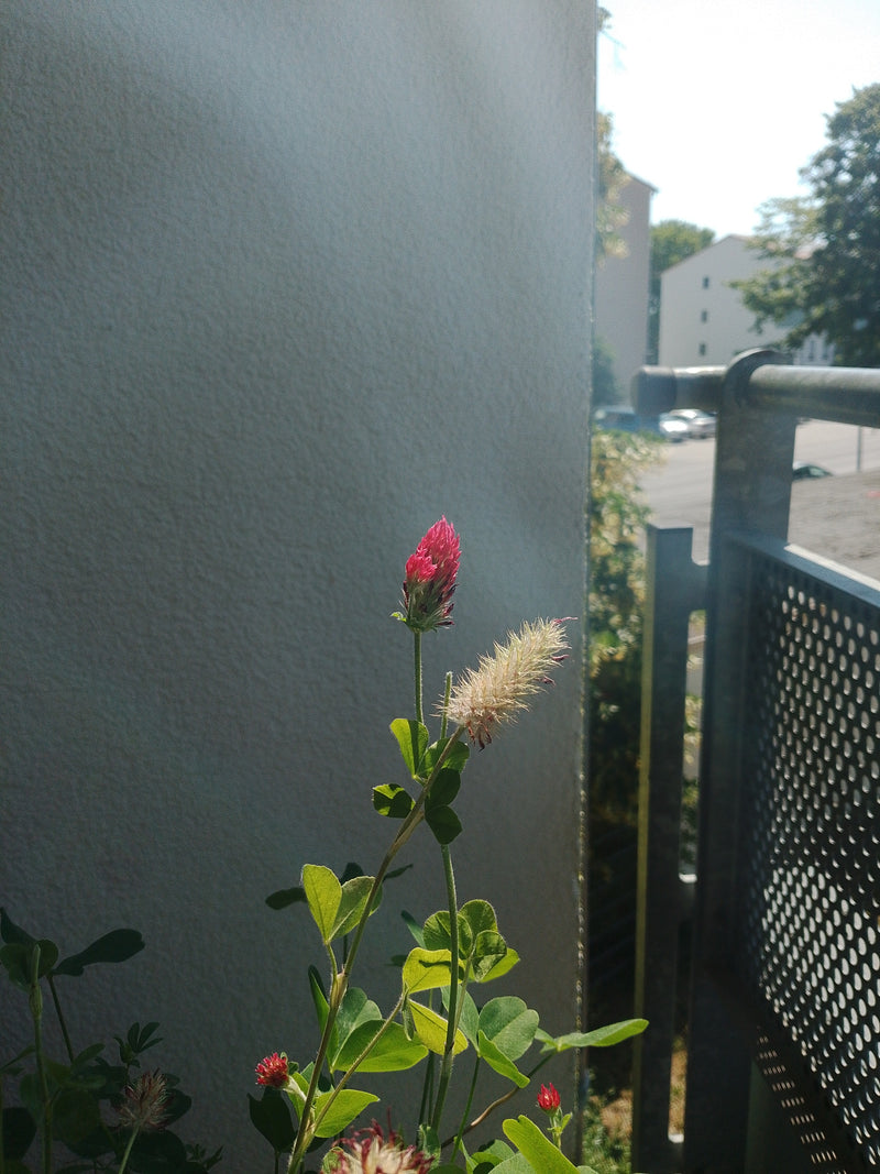 trifoglio di carne — Bild 3