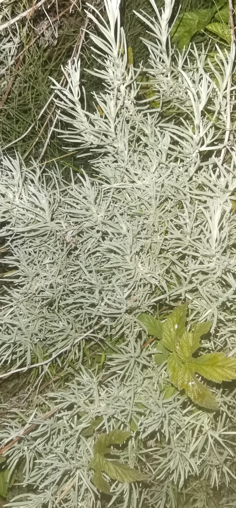 Sono visibili le caratteristiche foglie strette e grigio-argentee dell'elicriso. La pianta cresce densamente ramificata sul terreno del giardino.