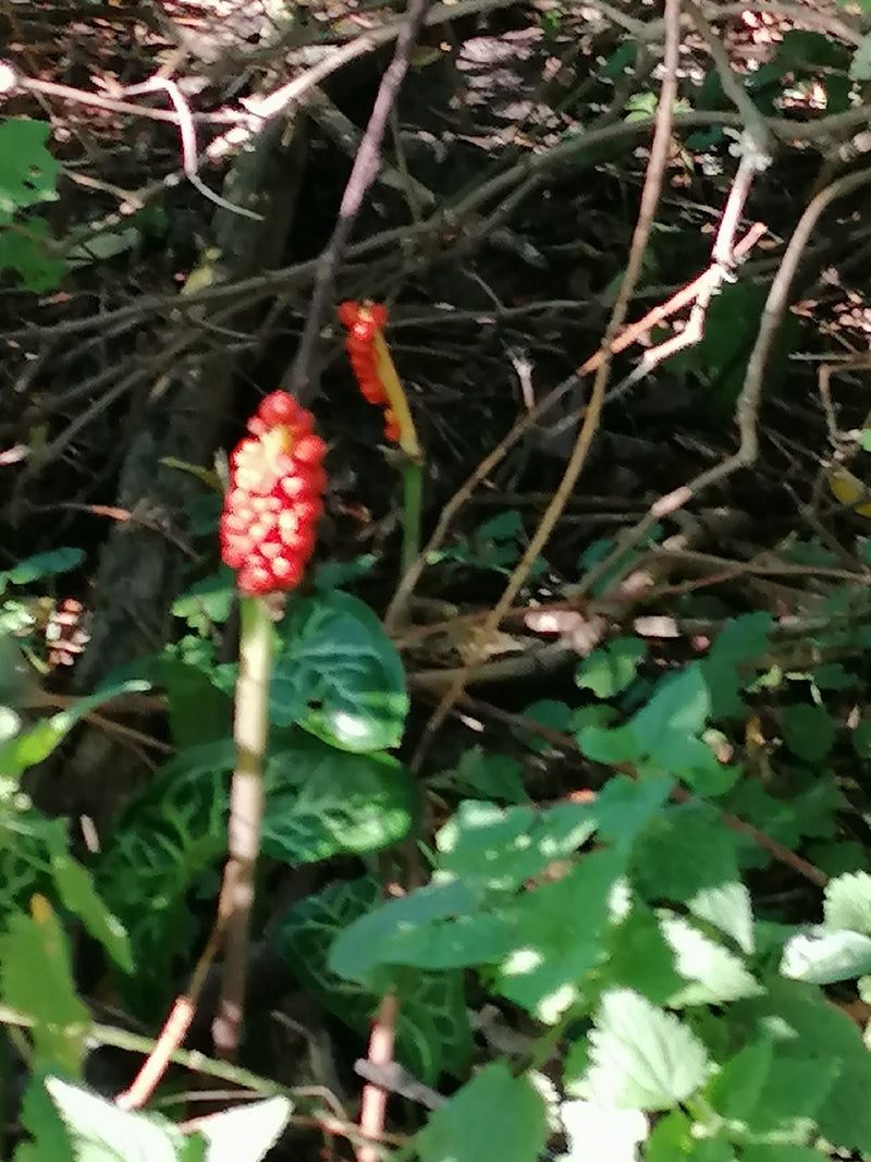 Un gigaro chiaro con una vistosa spiga fruttifera eretta ricca di bacche rosse cresce nel sottobosco.