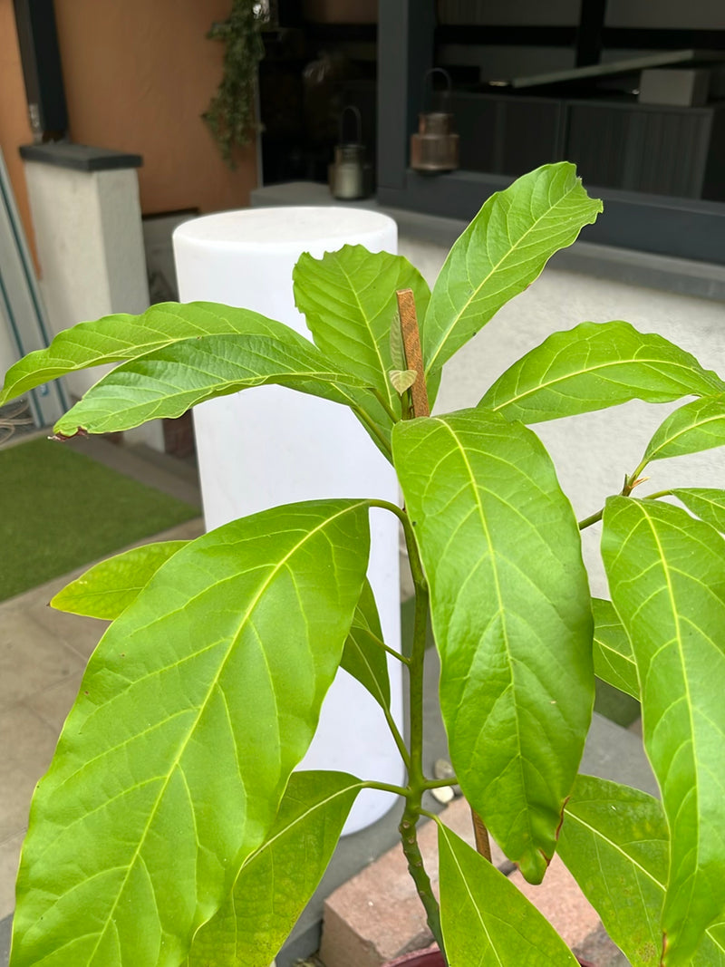 Albero del giaco — Bild 3