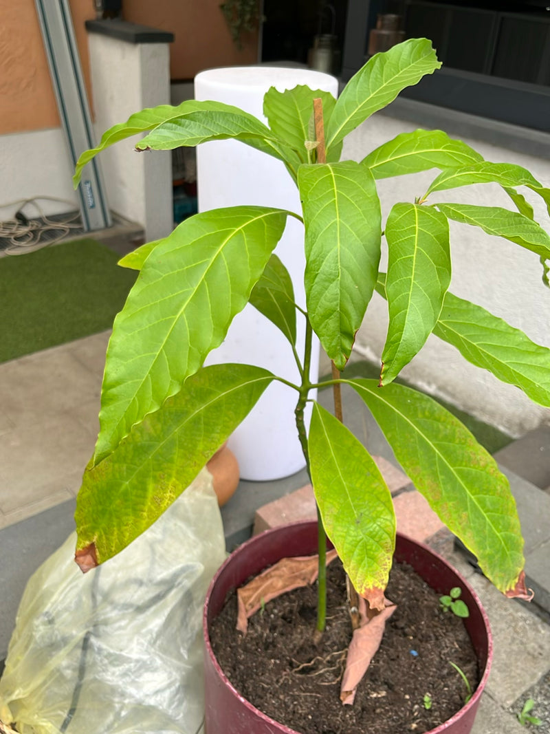 Albero del giaco — Bild 1