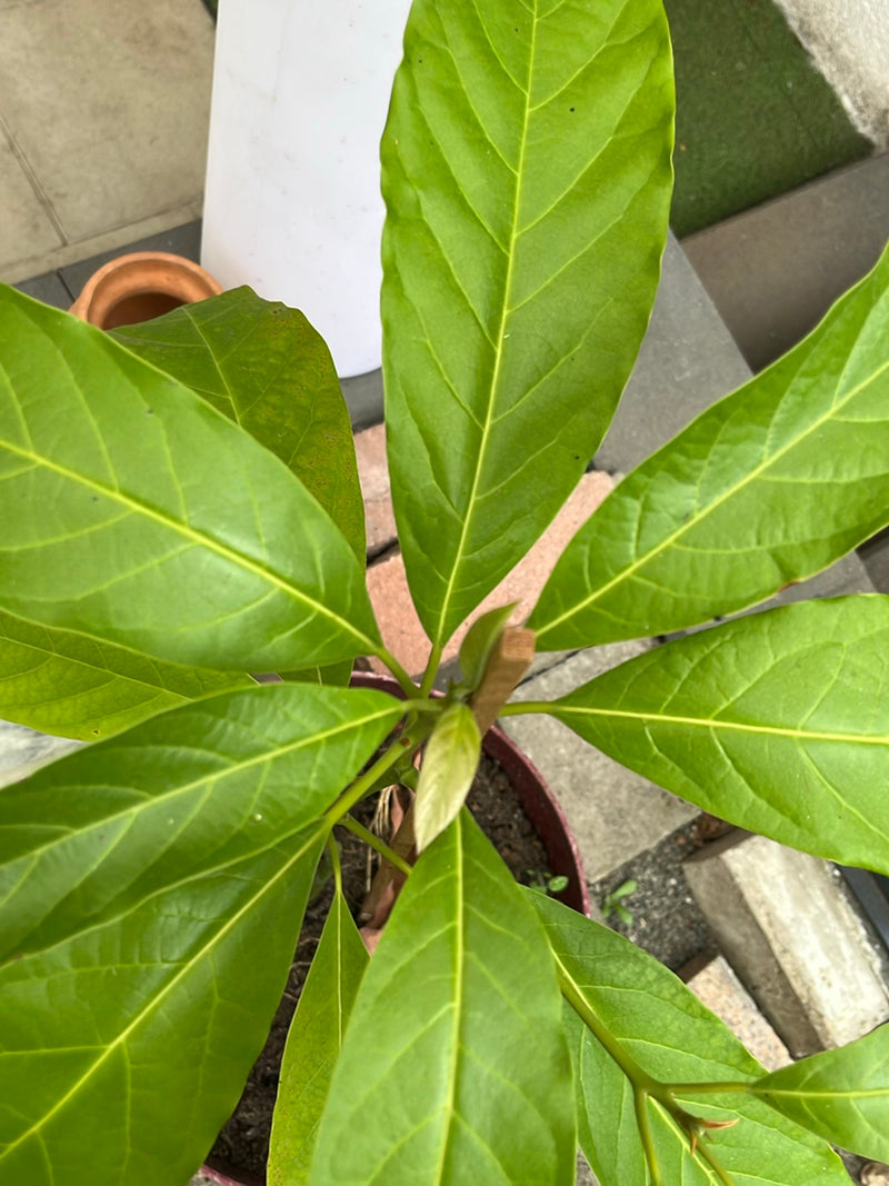 Albero del giaco — Bild 2