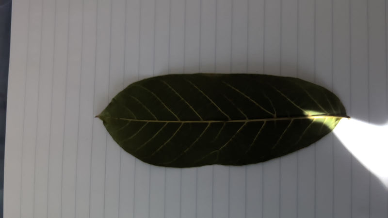 Una singola foglia oblunga di un albero di jackfruit è appoggiata su carta a righe.