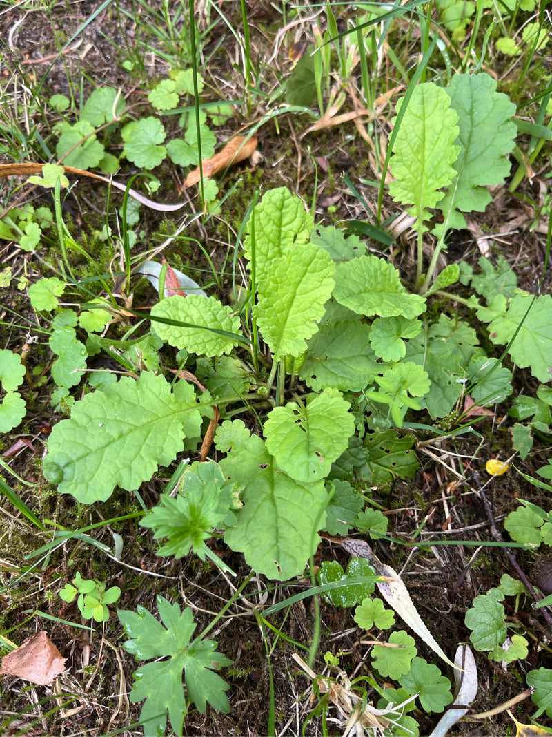 L'erba tossica di Jacob — foto 3 di 25