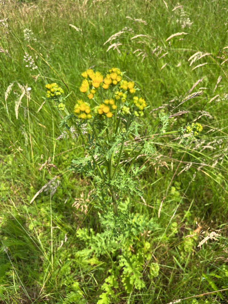 L'erba tossica di Jacob — Bild 1