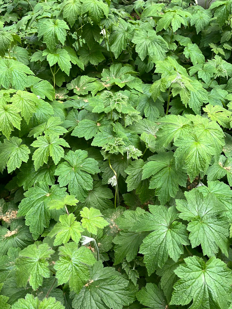 Anemone giapponese — Bild 2
