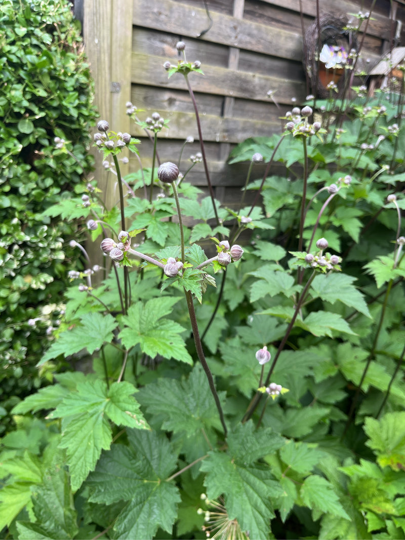 Anemone giapponese — foto 5 di 17