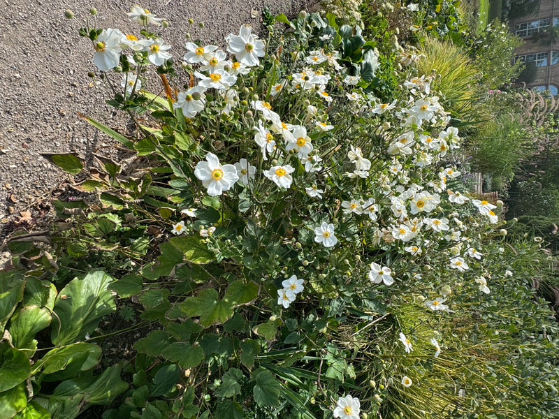 Un rigoglioso anemone giapponese con numerosi fiori bianchi dal centro giallo cresce accanto a un sentiero di ghiaia.