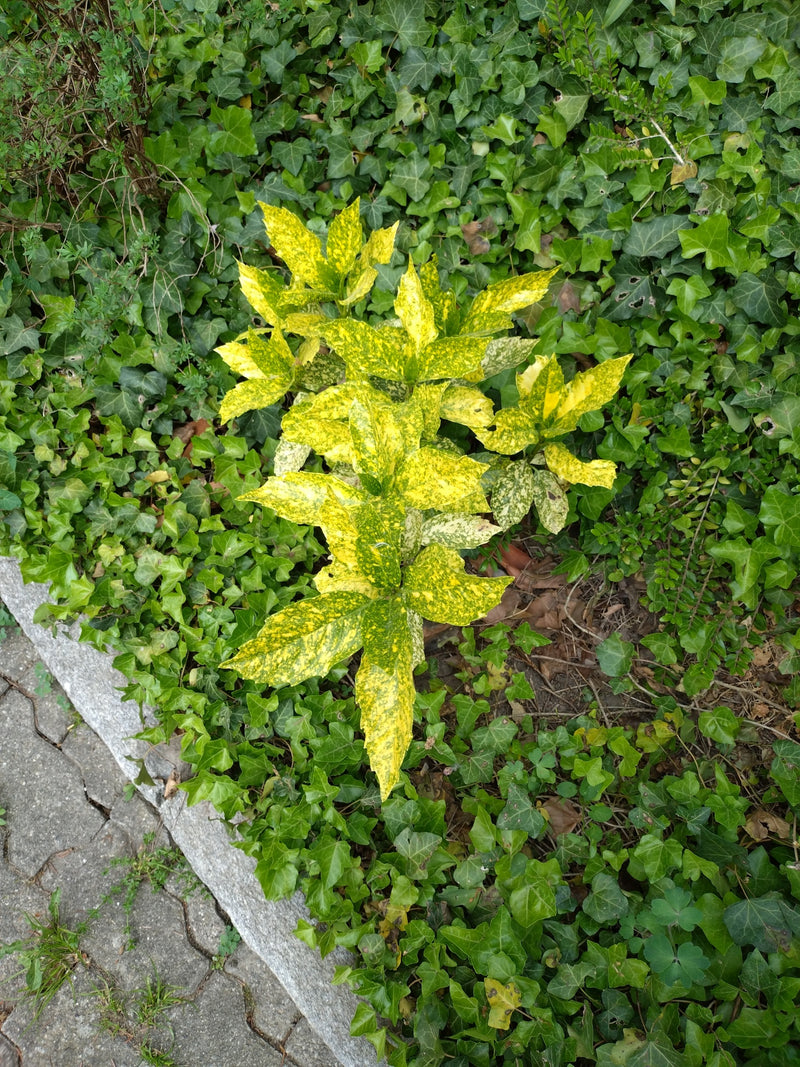 Aukube giapponese — Bild 1