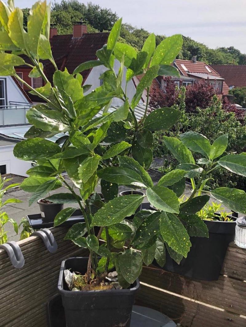Si vede un aucuba giapponese in una fioriera su un balcone. La pianta mostra le sue tipiche foglie lucide con macchie giallastre.