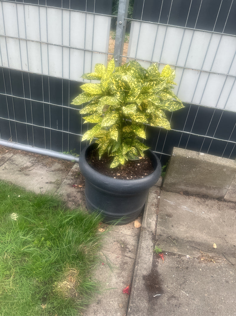 Un aucuba giapponese cresce in un vaso da fiori scuro davanti a un recinto da cantiere. Le foglie maculate di giallo e verde sono chiaramente visibili.