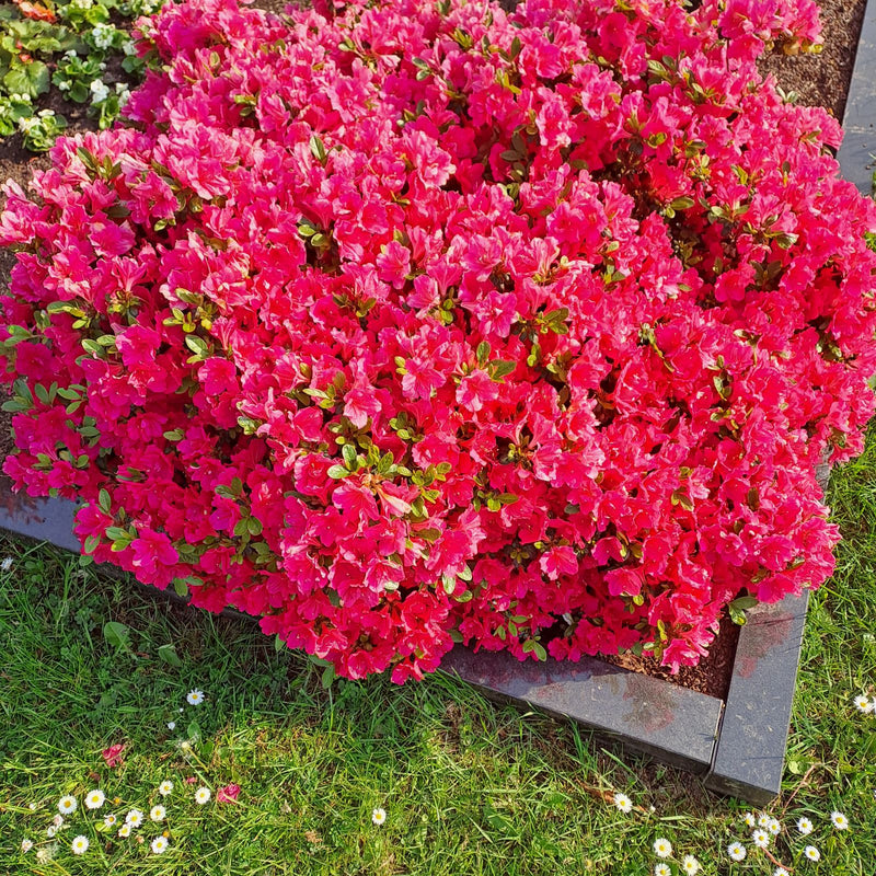 Si vede un arbusto denso e riccamente fiorito di azalea giapponese con fiori rosso intenso. La pianta si trova in una aiuola da giardino circondata da prato.