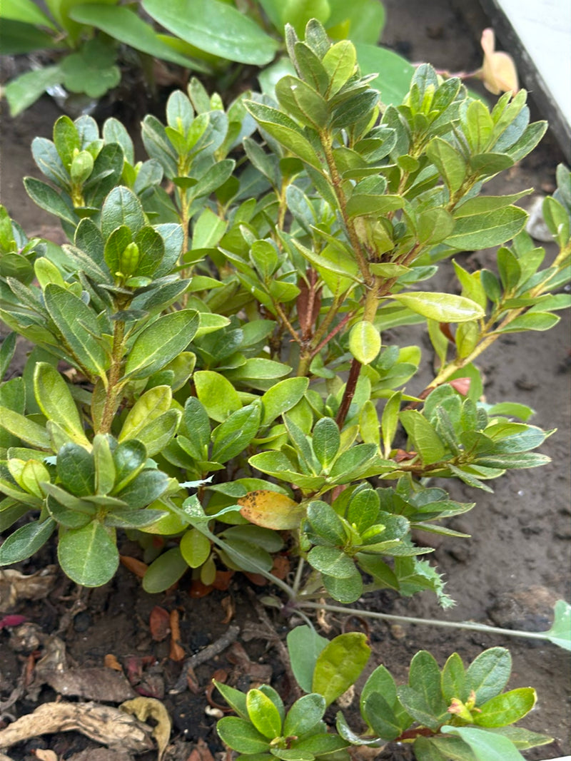 Azalea giapponese — foto 3 di 5