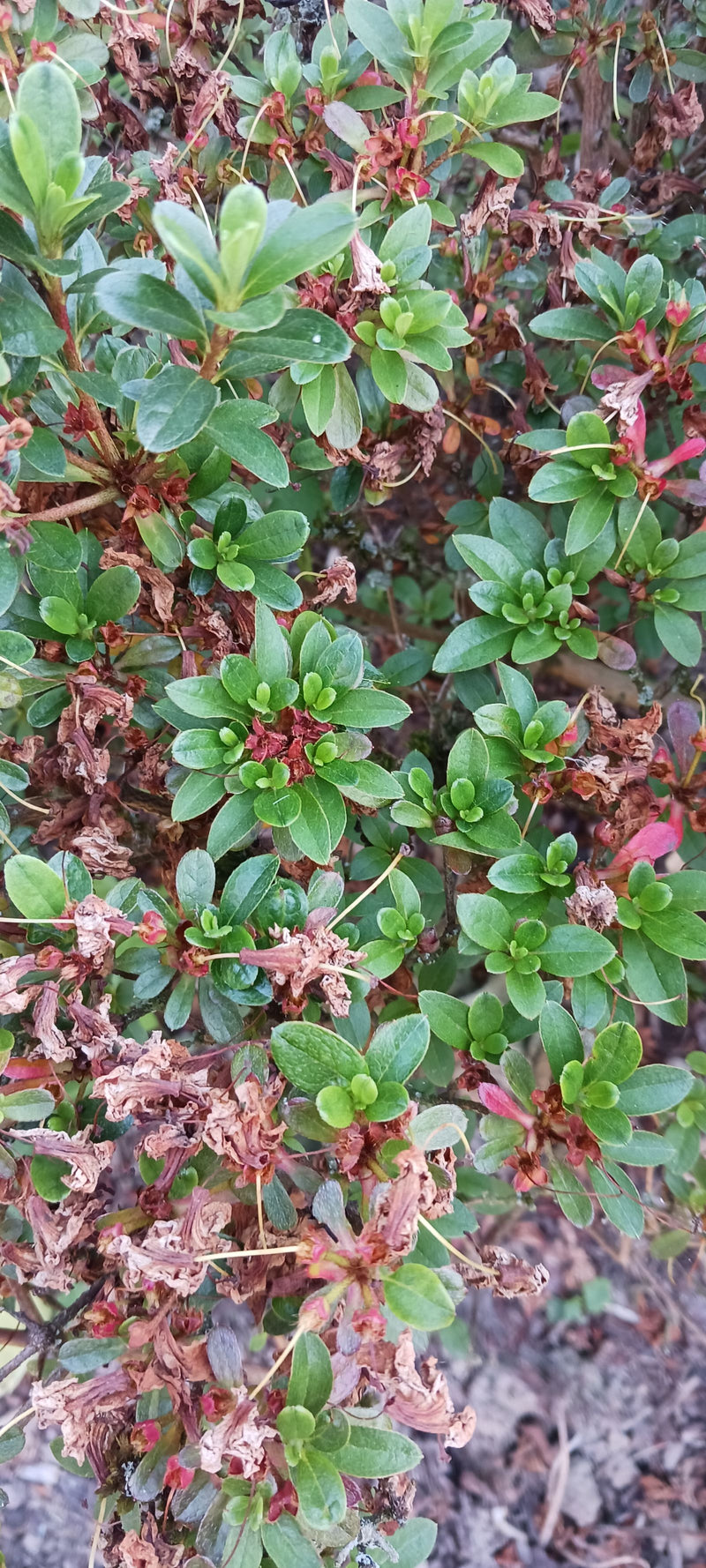 Azalea giapponese — foto 2 di 5