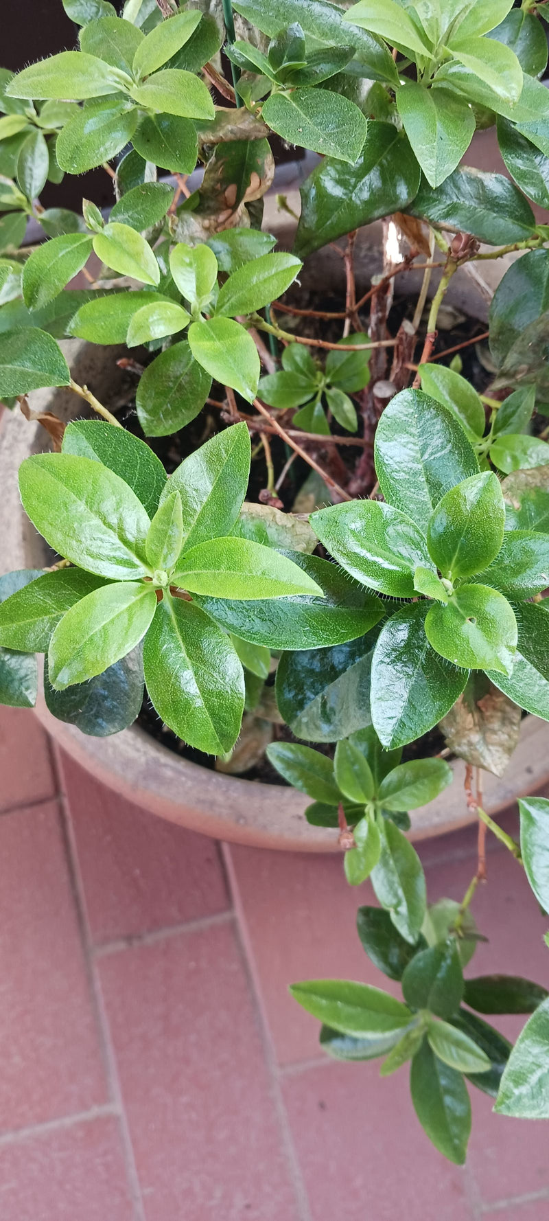 Azalea giapponese — foto 5 di 5