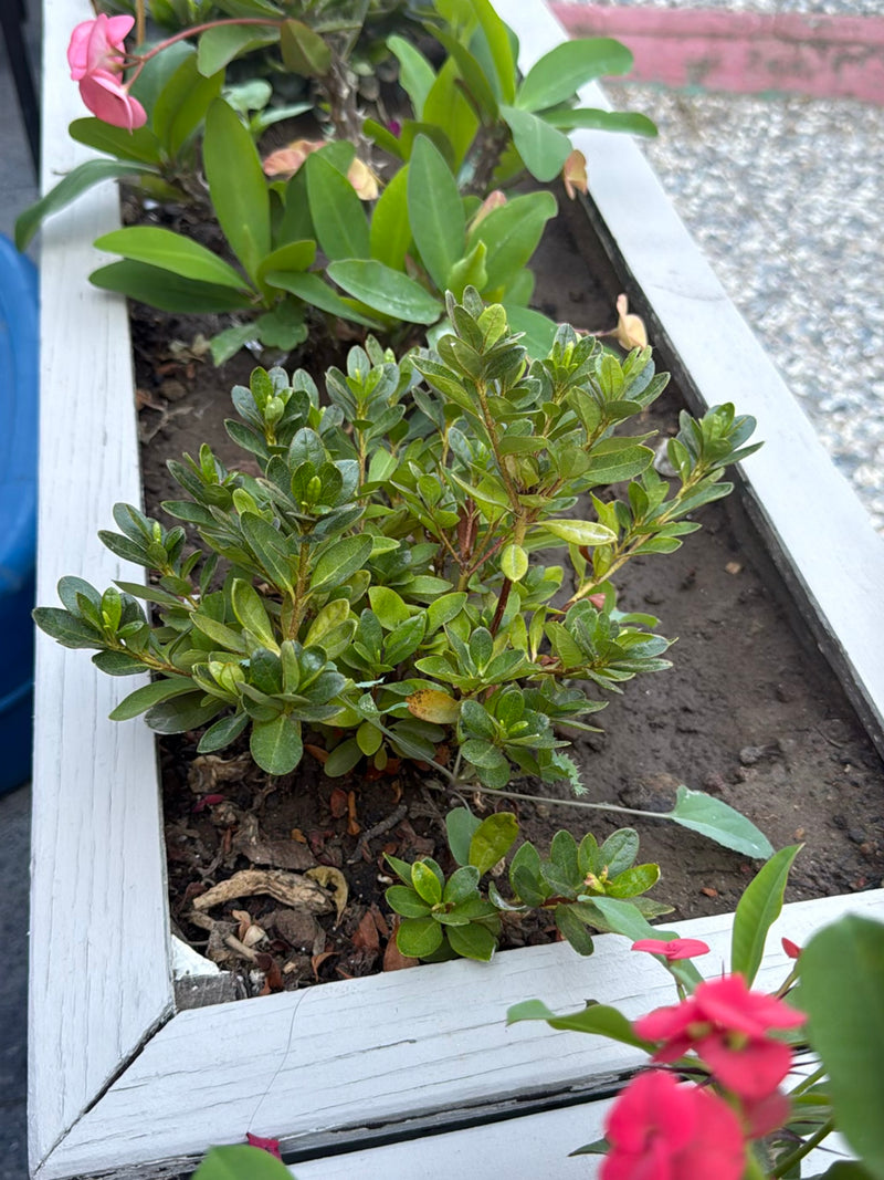 Azalea giapponese — foto 4 di 5