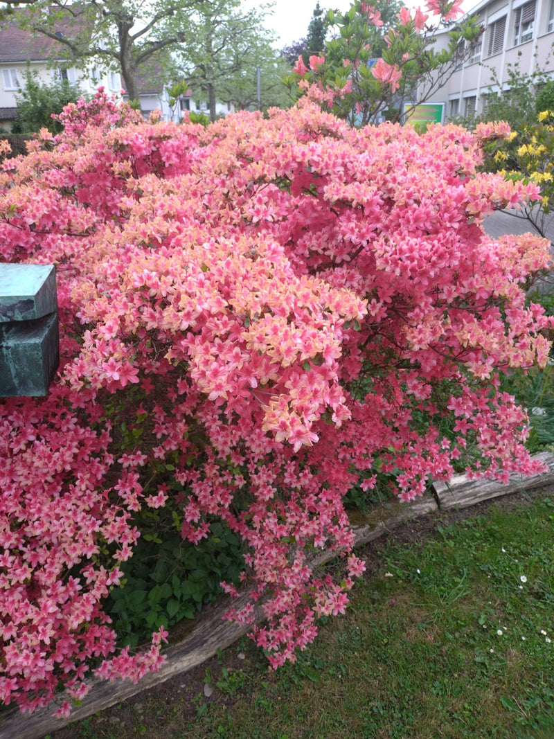 Azalea giapponese — Bild 1