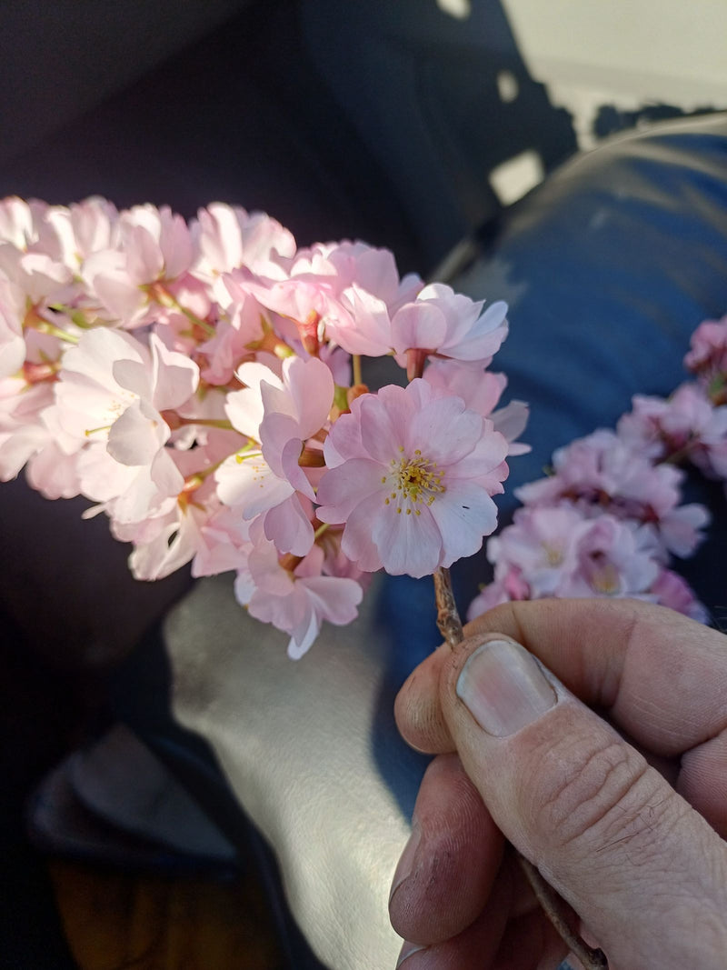 ciliegie ornamentali — Bild 3