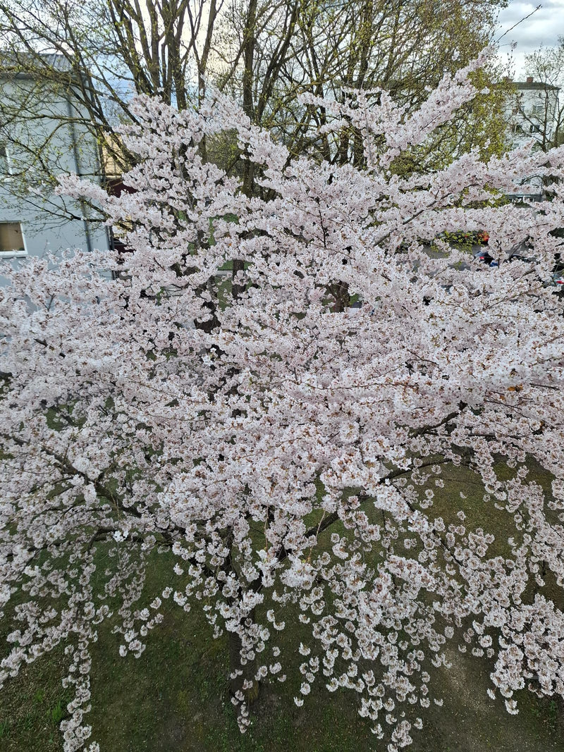 ciliegie ornamentali — Bild 1