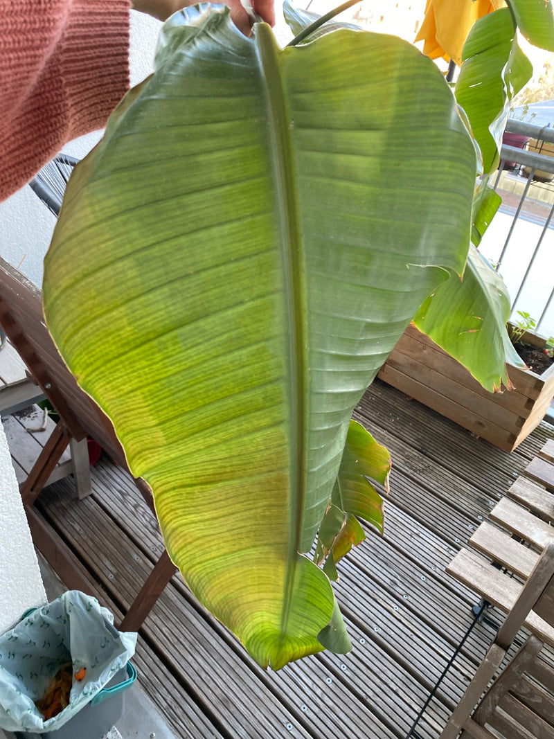 Japanische Faserbanane — Bild 2