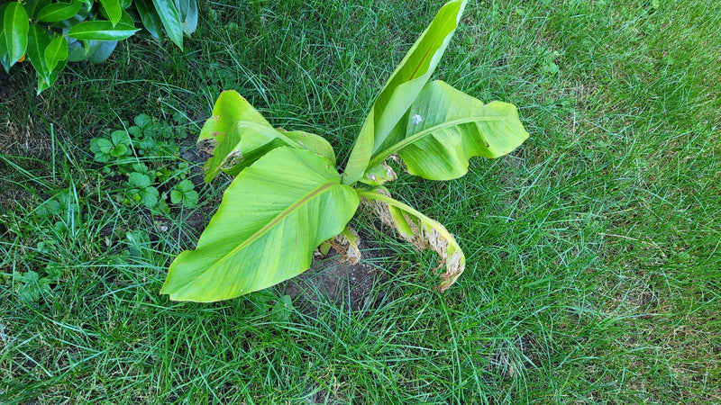 Japanische Faserbanane — Bild 1